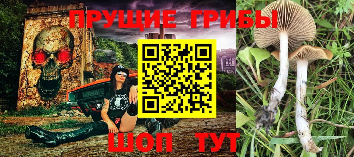 Псилоцибиновые грибы Psilocybe Борисоглебск